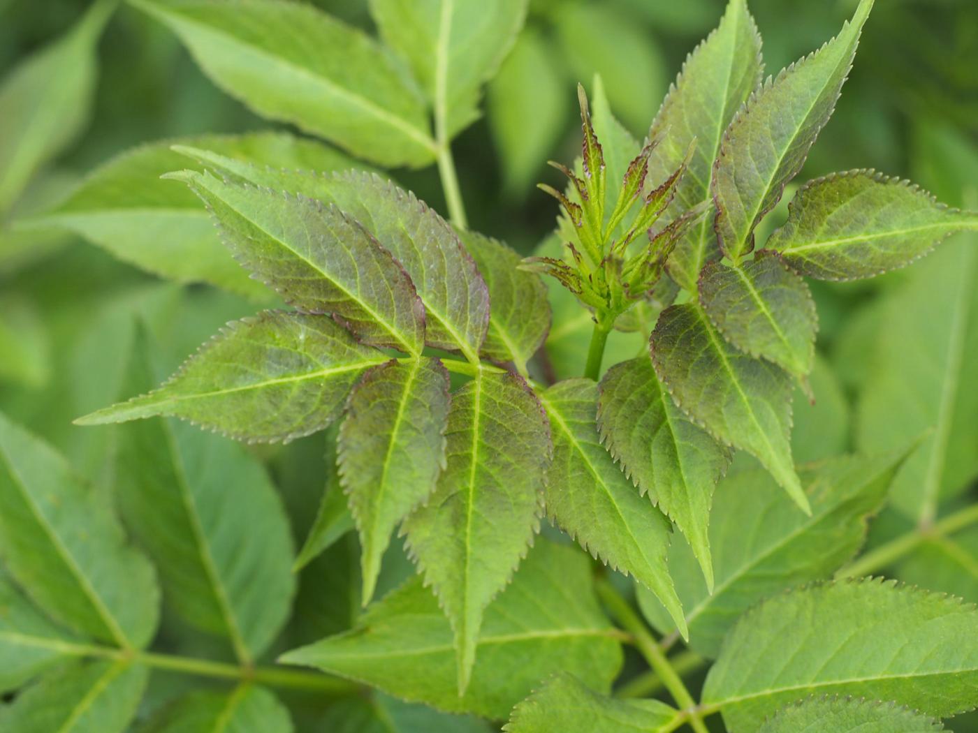 Elder, Red leaf